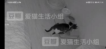 吃瓜惊呆猫咪,萌态百出，网友直呼可爱爆表！