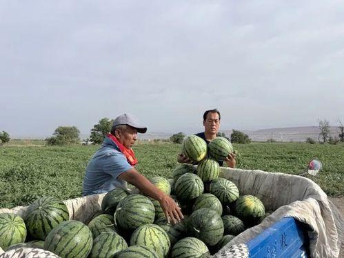吃瓜贫农,揭秘农村生活的酸甜苦辣