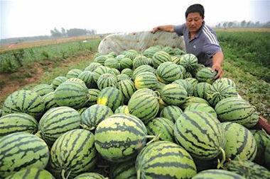 卖肉的吃瓜,吃瓜群众变身肉摊老板的日常趣事
