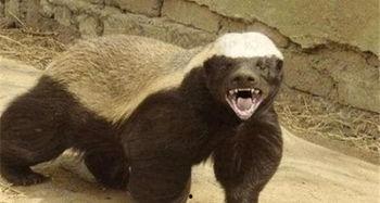 瓜哥带你吃瓜搞笑平头哥,搞笑吃瓜两不误