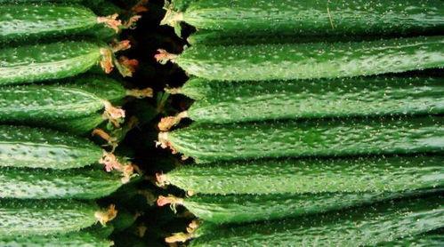 吃瓜导致咳嗽,揭秘瓜果与呼吸道不适的微妙关系