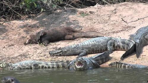 豹子吃鳄鱼水獭吃瓜