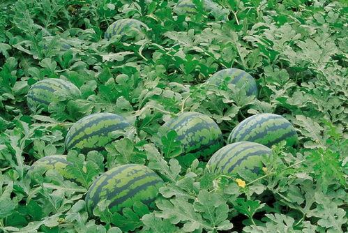 微山公园吃瓜照片高清,高清美图记录夏日休闲时光