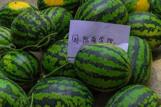 如果大学有吃瓜课,揭秘“吃瓜”背后的学问与乐趣