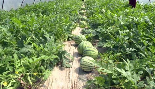 德州吃瓜爆料视频最新,揭秘幕后真相，带你直击事件现场