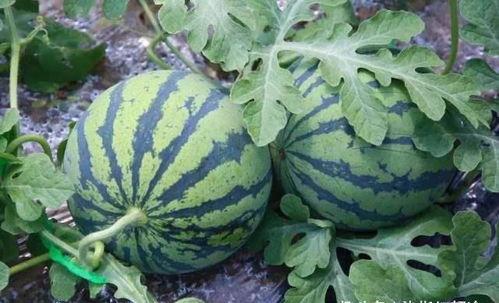 吃西瓜的瓜西,西瓜的别样风情