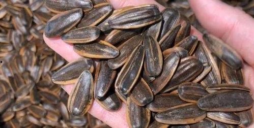 吃瓜子的瓜种类,探寻各式瓜子背后的独特风味