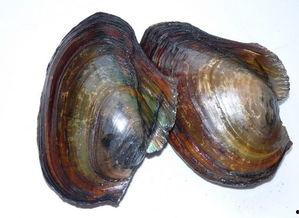 瓜沥吃螺丝河蚌,螺丝河蚌的独特风味