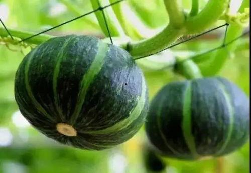 2020吃瓜网红421,揭秘网络红人的崛起与影响力