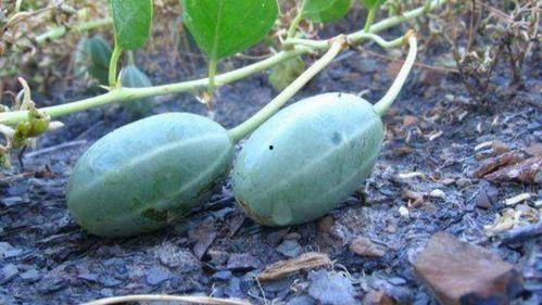 吃中药可以吃银瓜吗,银瓜与中药同食的注意事项