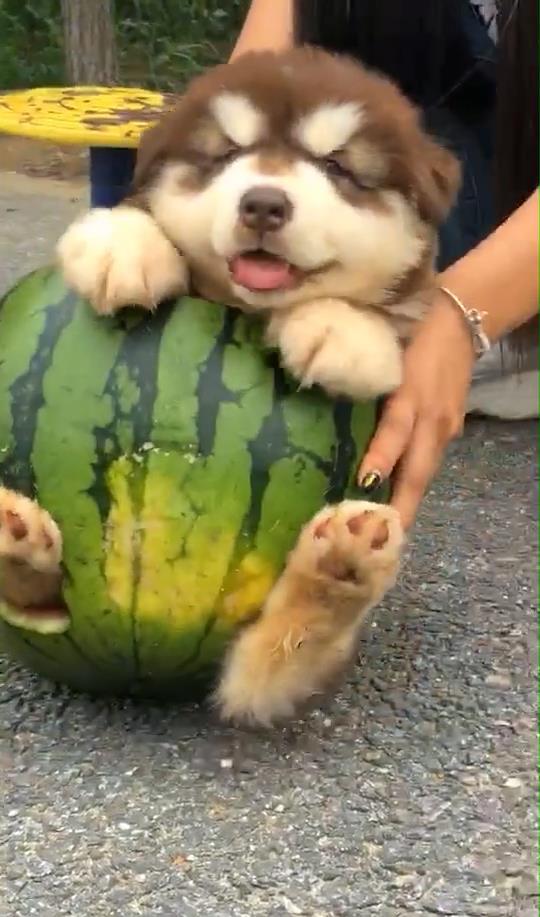 狗不会吃瓜,揭秘为何它们不会吃瓜