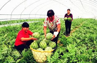 李家坝吃瓜,揭秘背后真相与热议焦点