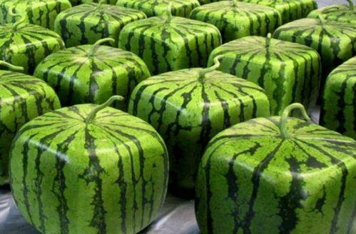 吃瓜源头 中国,中国网络舆论场中的热点追踪与真相探寻