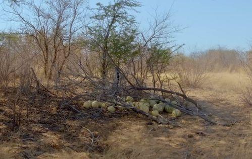 大型吃瓜现场后续,揭秘幕后真相，事件反转再引热议