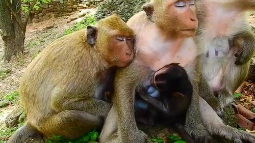 梦猴子吃瓜,瓜田里的奇幻冒险