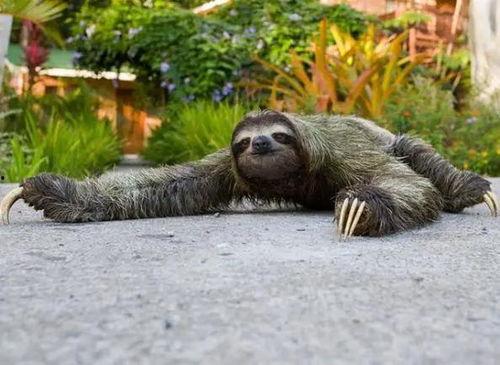 动物吃瓜视频模板,动物们的“吃瓜”大作战