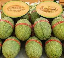 怀孕吃啥蜜瓜最好,营养美味两不误