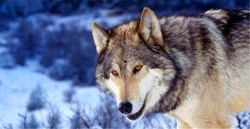 遇狼by吃瓜人,吃瓜人生中的惊险一幕