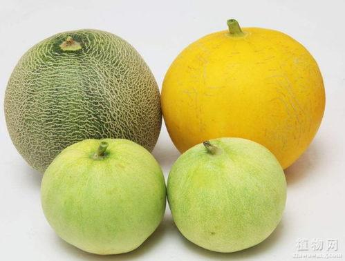 吃瓜会嗓子热,揭秘消暑美食背后的健康隐患