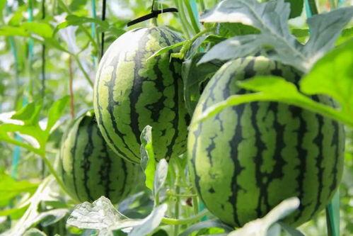 吃瓜记录免费,揭秘吃瓜达人免费记录的美食之旅