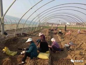 界首观致吃瓜,揭秘吃瓜背后的故事与真相