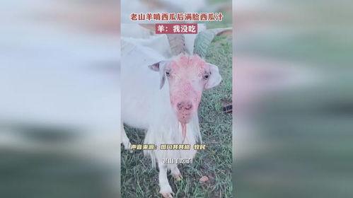 会吃瓜的羊,揭秘动物界的独特饮食习惯