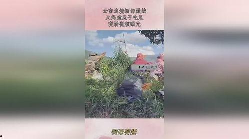 缅甸边境吃瓜大妈,吃瓜大妈的边境生活剪影