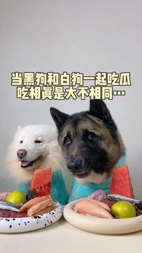 萌宠吃瓜373,揭秘宠物界的趣味瞬间