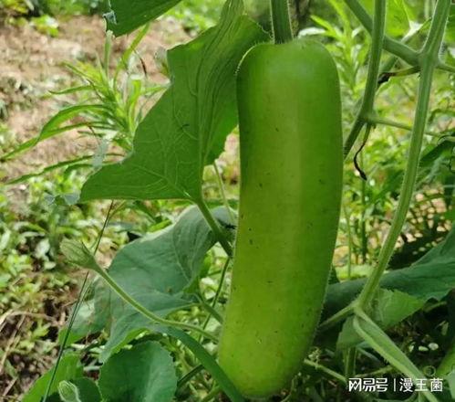 为什么晚上吃瓜