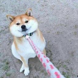 吃瓜小狗情侣图片