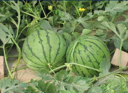 新沂城南吃瓜事件,一场引发热议的街头冲突