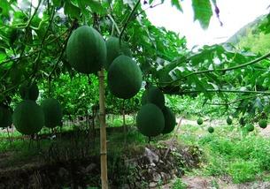 安徽吊瓜咋吃,解锁美味新体验