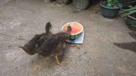 鸭子瓜地里吃瓜