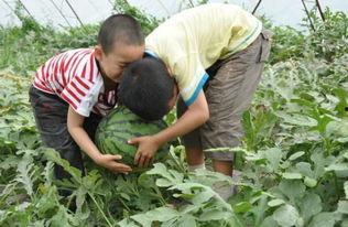 南京红大爷吃瓜事件