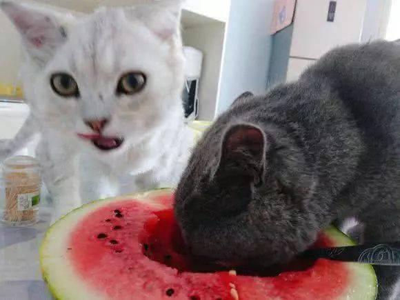 猫吃主人瓜