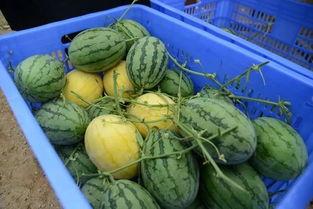 余姚本地吃瓜群