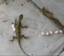 蜥蜴吃瓜怎么防治,守护植物安全，远离害虫侵扰