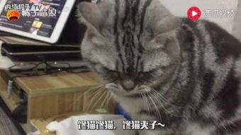猫只吃小瓜