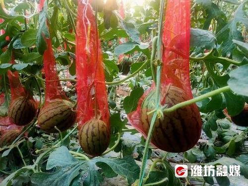 临朐吃瓜,揭秘当地特色美食背后的故事